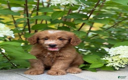 Mini Goldendoodle dogs for sale: Kaylor - Image 5