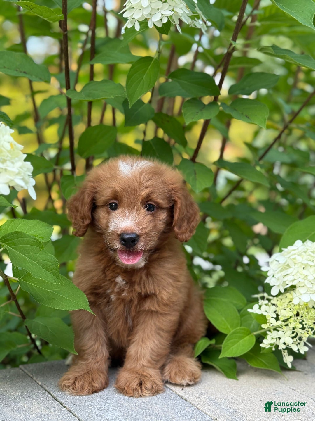 Mini Goldendoodle dogs for sale: Kaylor - Image 5