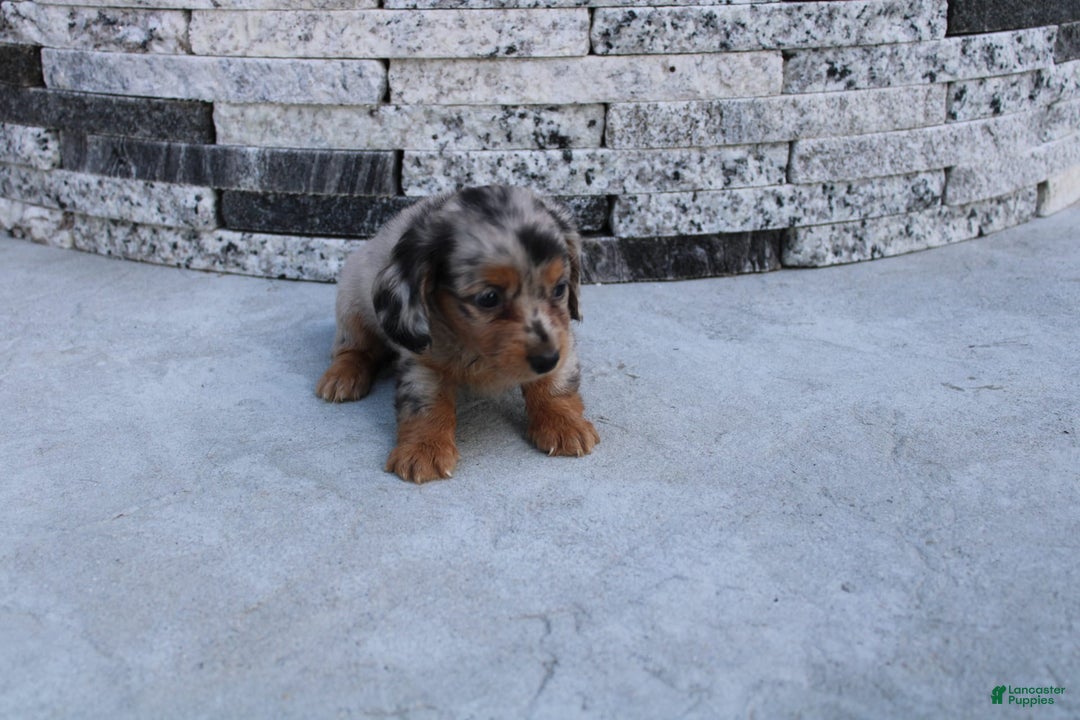 Miniature Dachshund dogs for sale: Carrie Mini - Image 6
