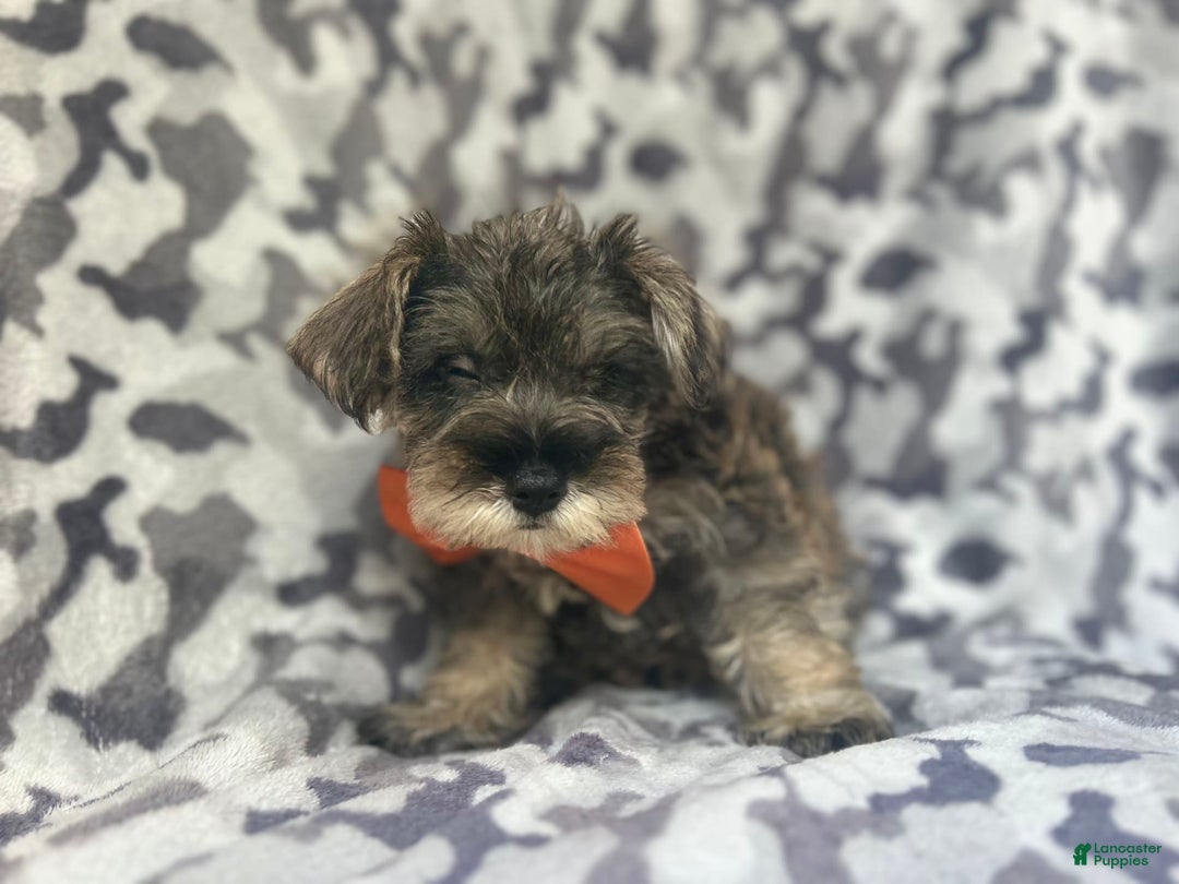 Miniature Schnauzer dogs for sale: Stitch - Image 4