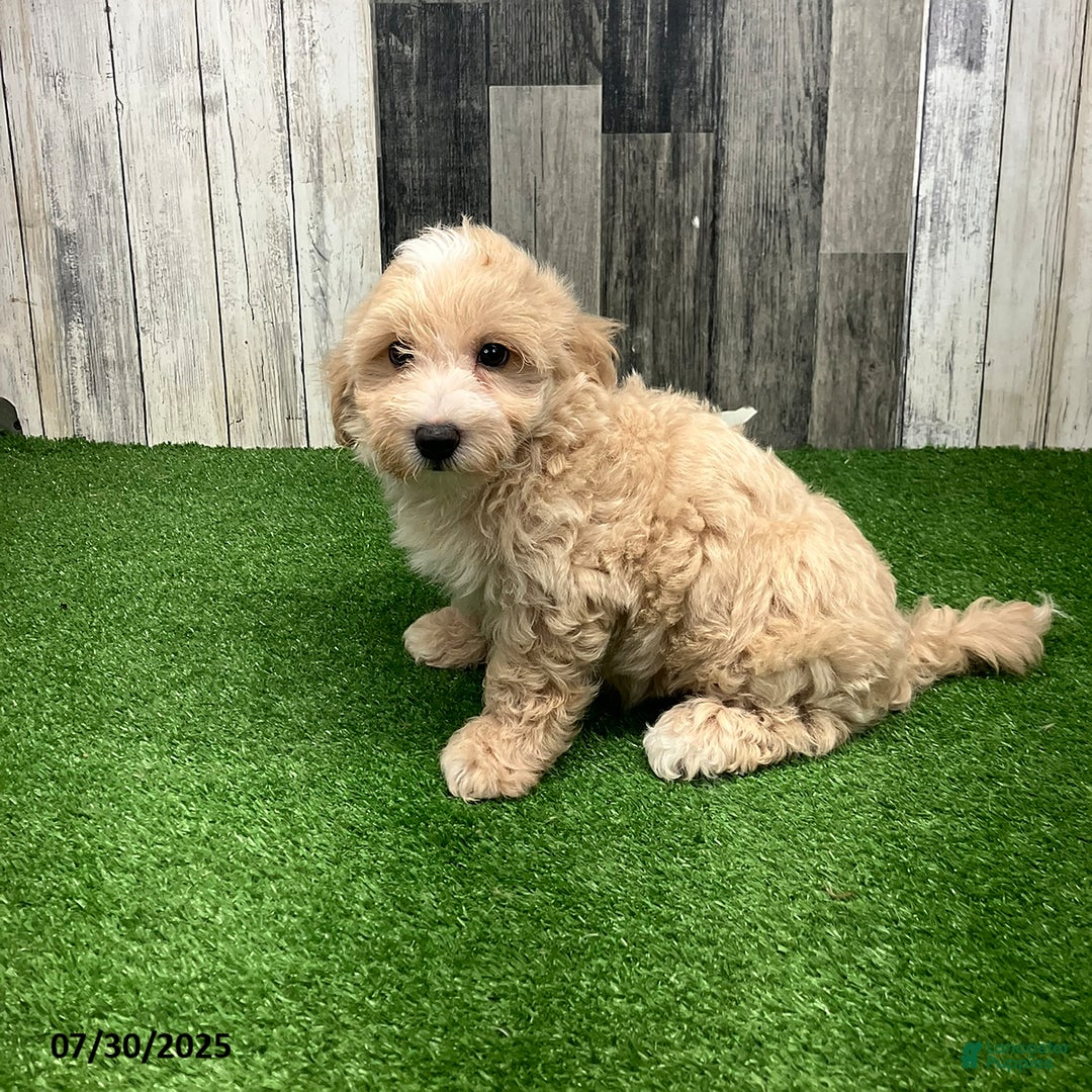 Maltipoo dogs for sale: Monte - Image 2
