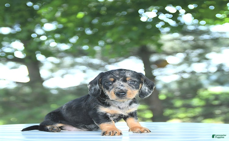 Miniature Dachshund dogs for sale - Ad 1