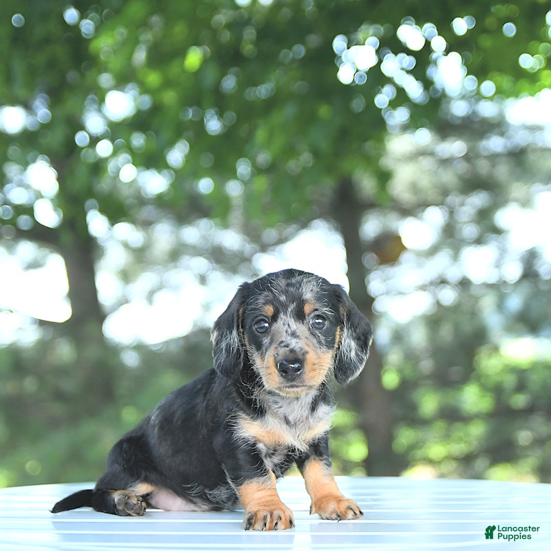 Miniature Dachshund dogs for sale: Fiona - Image 1
