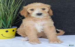 Goldendoodle dogs for sale: Sadie - Image 12