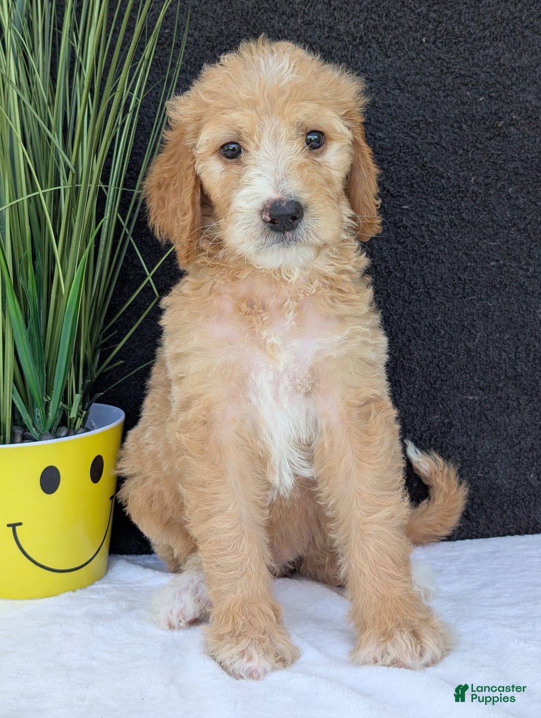 Goldendoodle dogs for sale: Sadie - Image 12
