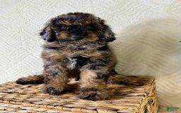 Cockapoo dogs for sale: Cockapoo 5 puppies - Image 4
