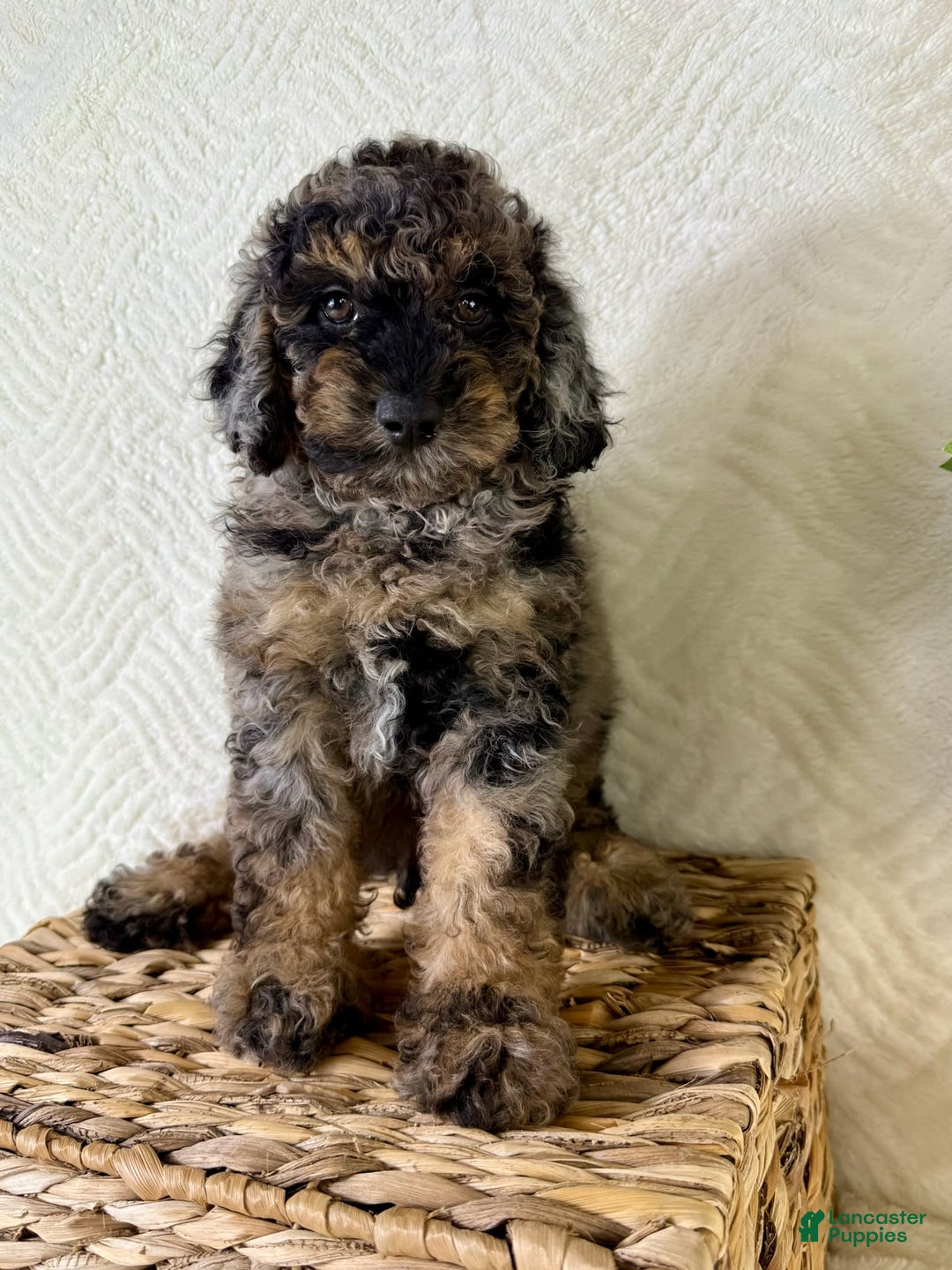 Cockapoo dogs for sale: Cockapoo 5 puppies - Image 4