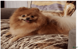 Pomeranian dogs for sale: Aspen - Image 7