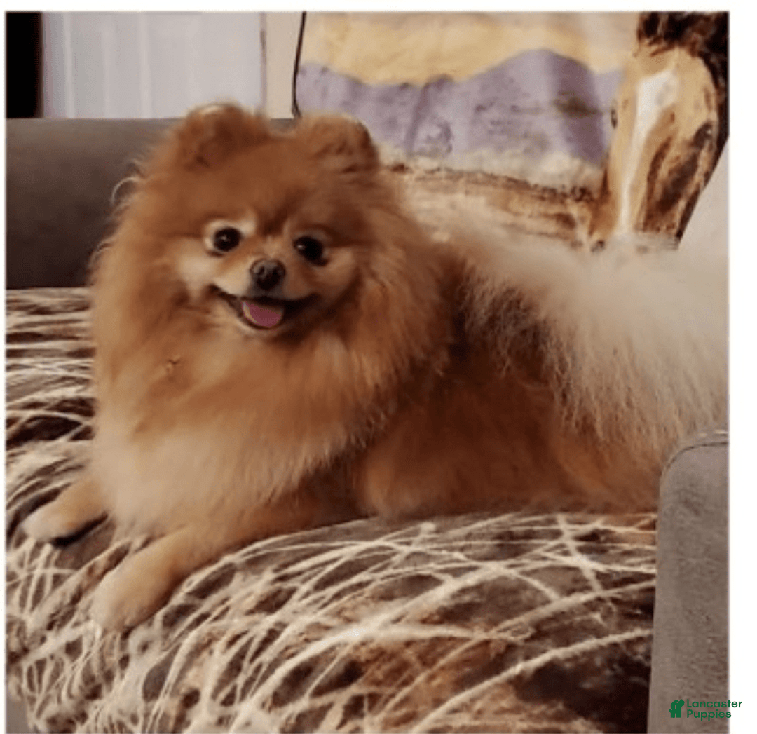 Pomeranian dogs for sale: Aspen - Image 7
