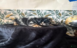 English Bulldog dogs for sale: Sophia - Image 3