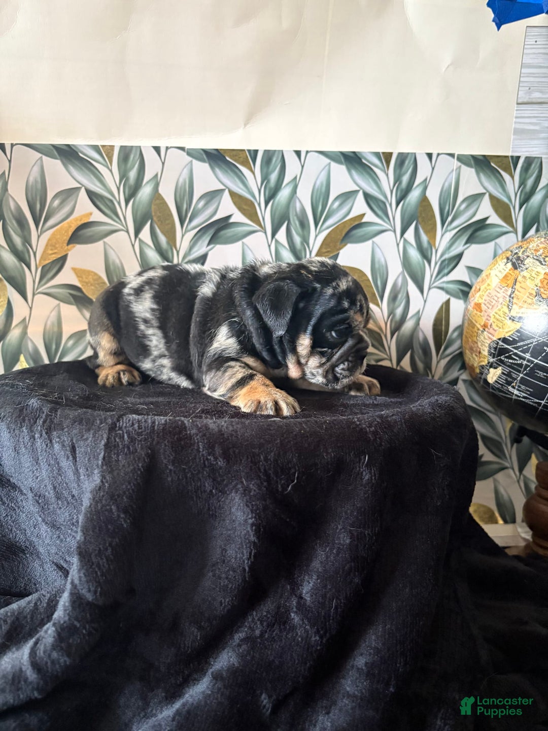 English Bulldog dogs for sale: Sophia - Image 3