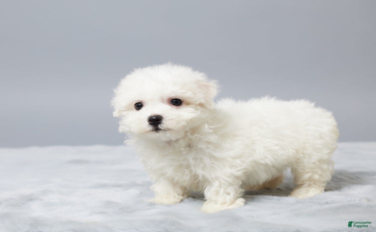 Bichon Frise dogs - Advert 39