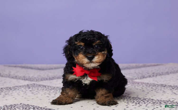 Miniature Poodle dogs for sale - Ad 3