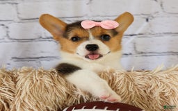 Welsh Corgi Pembroke dogs for sale: Lyla - Image 16