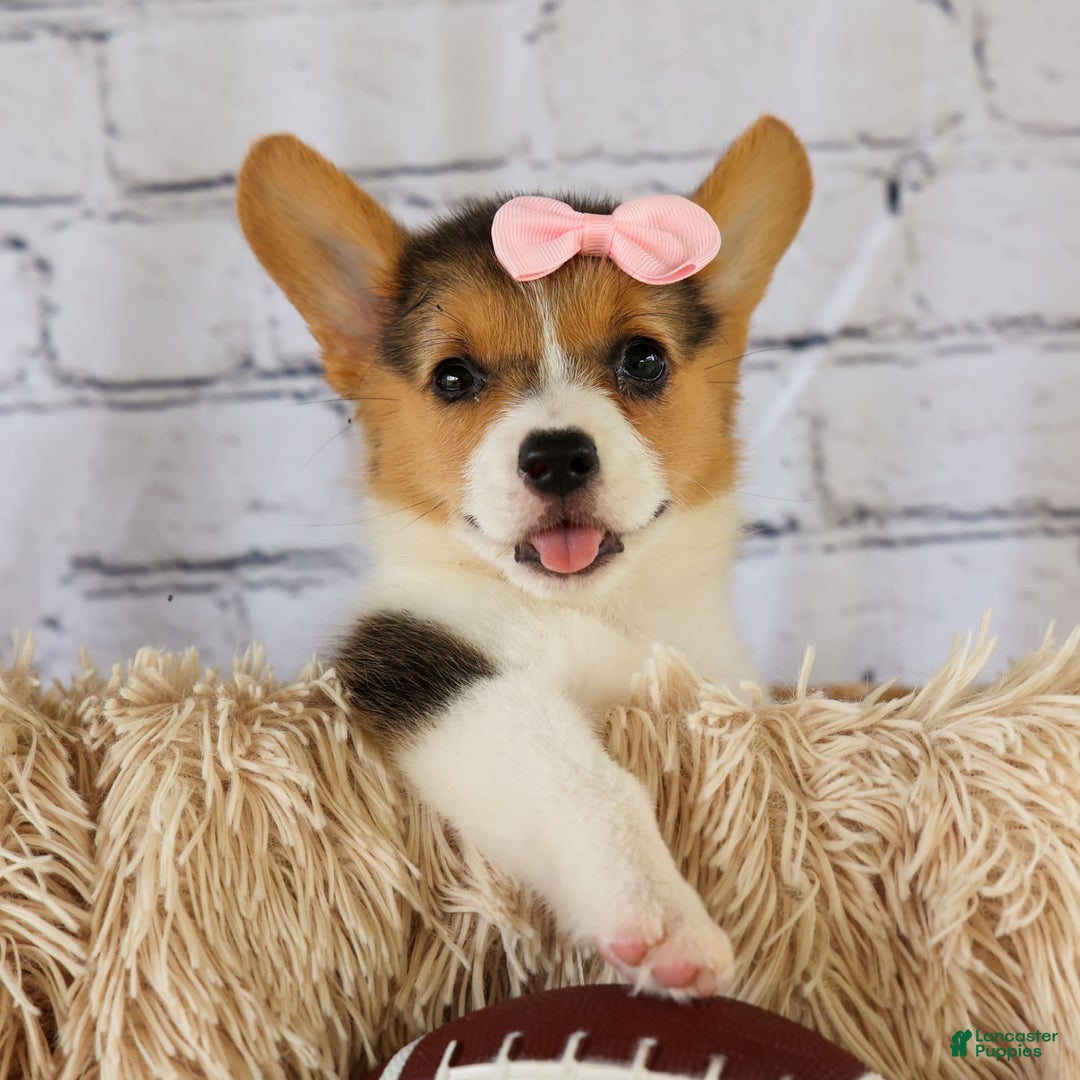 Welsh Corgi Pembroke dogs for sale: Lyla - Image 16