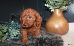 Mini Goldendoodle dogs for sale: Teddy - Image 5