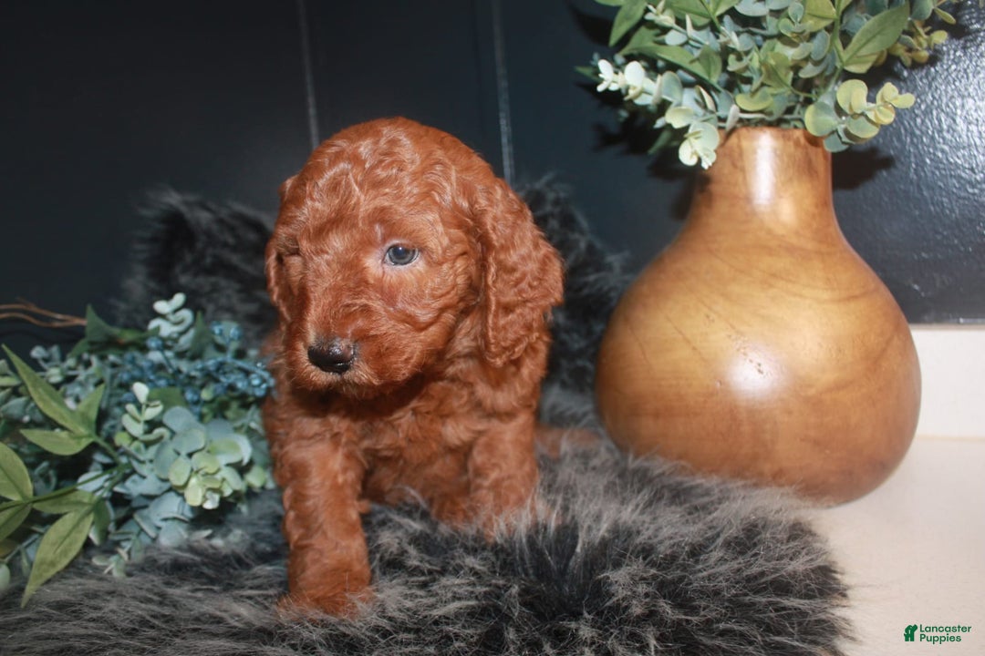 Mini Goldendoodle dogs for sale: Teddy - Image 5