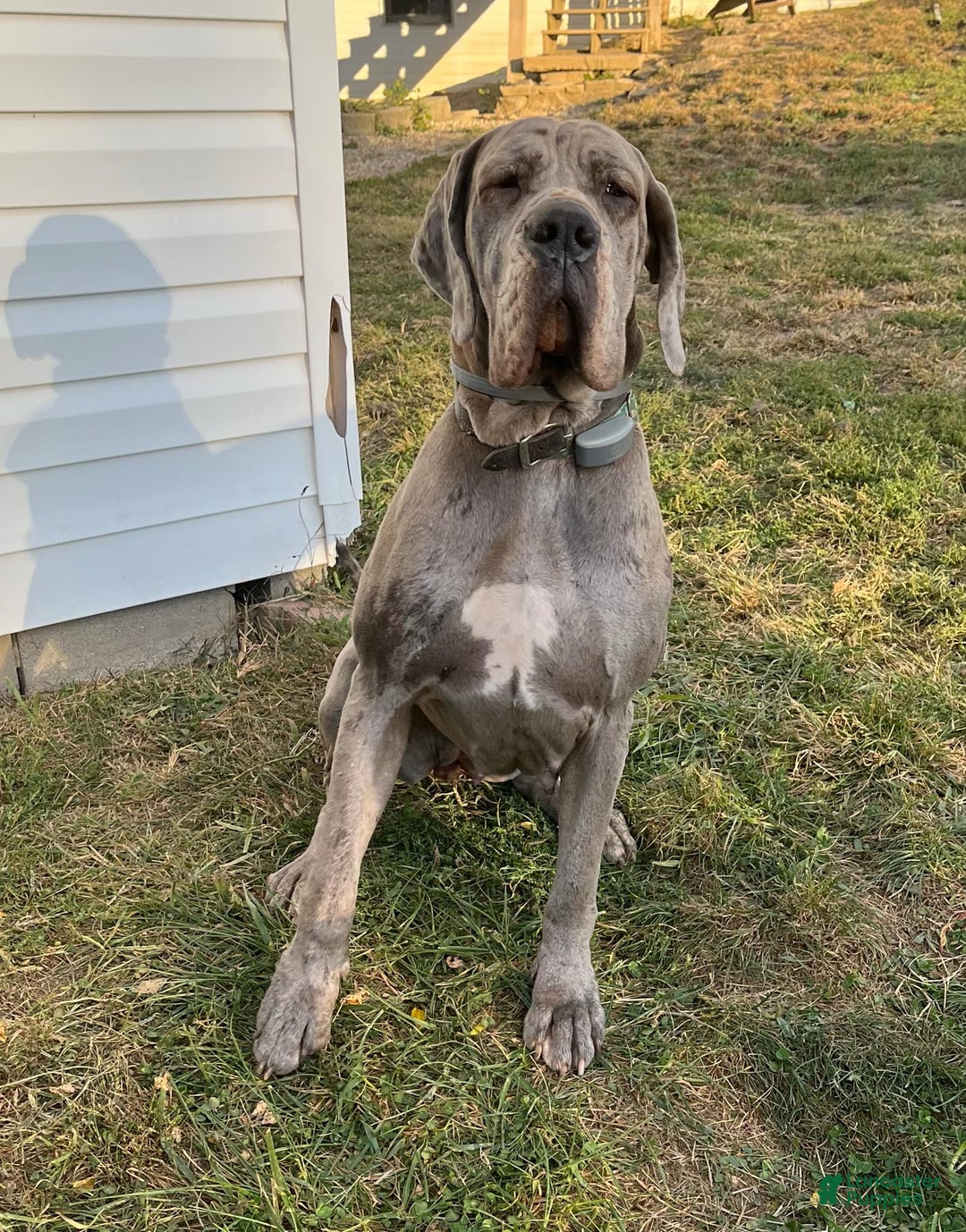 Great Dane dogs for sale: Fletcher - Image 3