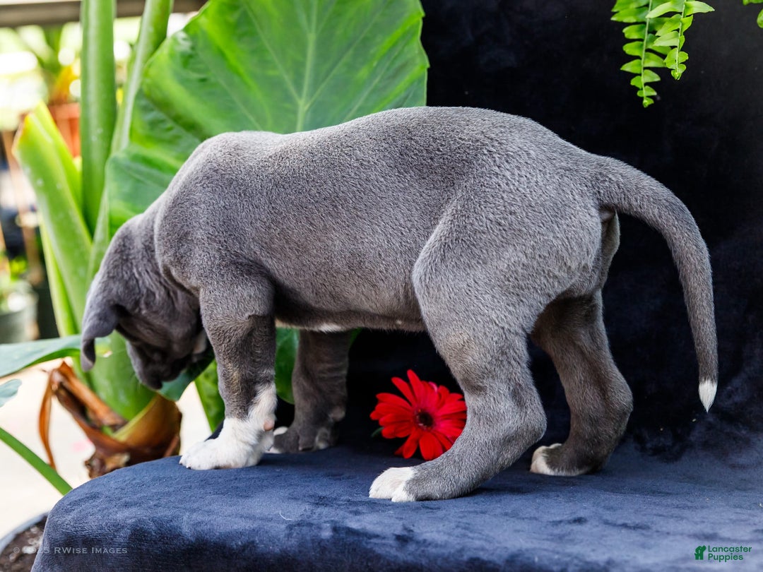 Great Dane dogs for sale: Molly - Image 17