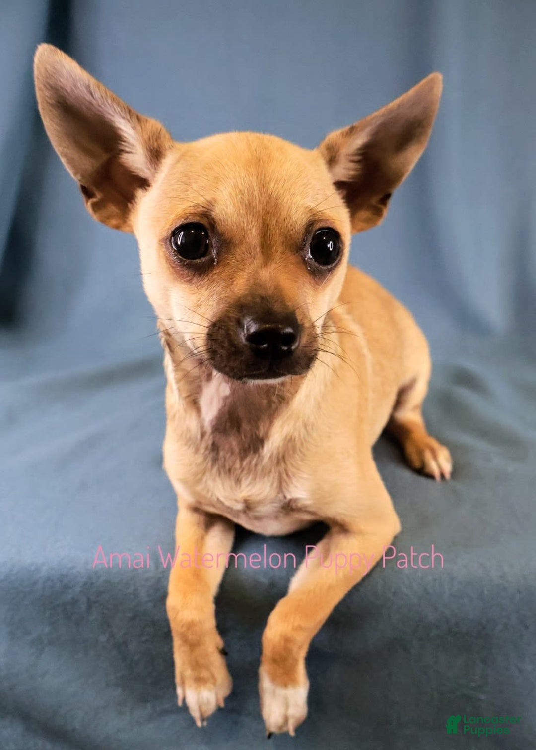 Chihuahua dogs for sale: Clark - Image 5