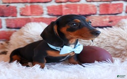 Miniature Dachshund dogs for sale: Sparky - Image 4