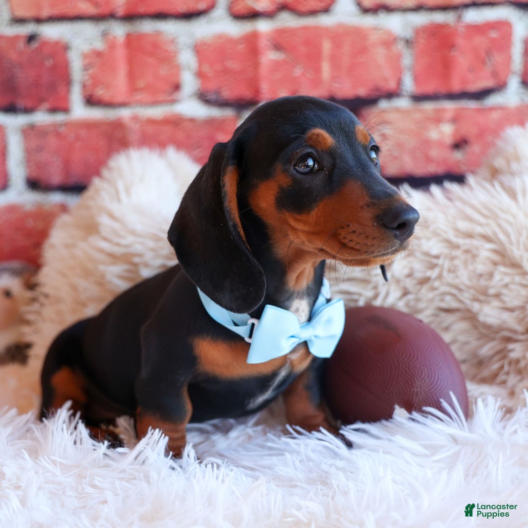 Miniature Dachshund dogs for sale: Sparky - Image 4