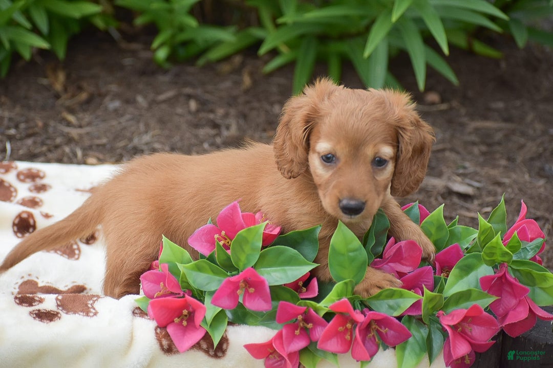 Miniature Dachshund dogs for sale: Twyla - Image 6