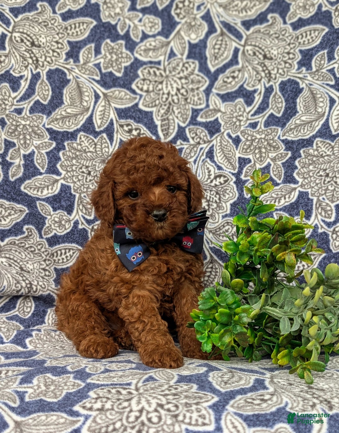 Miniature Poodle dogs for sale: Doyle - Image 2