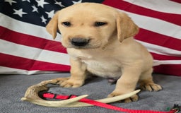 Labrador Retriever dogs for sale: Red Collar - Image 1