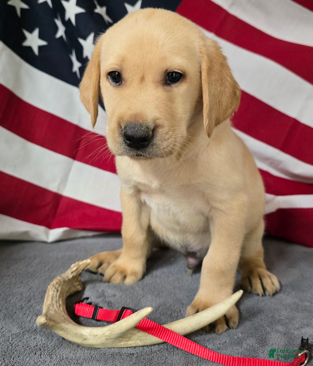 Labrador Retriever dogs for sale: Red Collar - Image 1