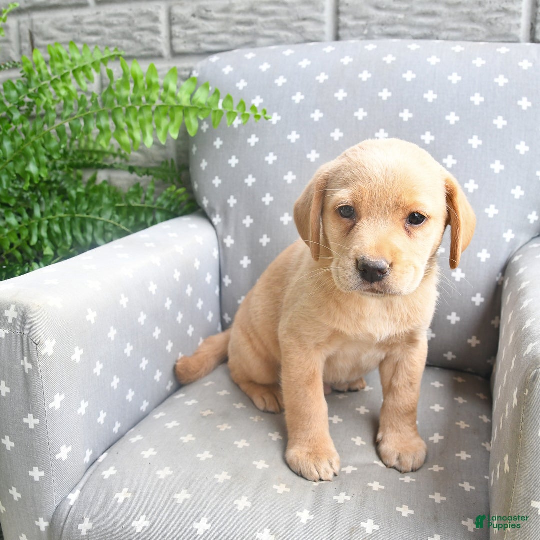 Labrador Retriever dogs for sale: Labrador Retriever 6 puppies - Image 4