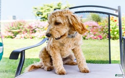 Goldendoodle dogs for sale: Charlotte - Image 9