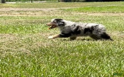 Miniature Australian Shepherd dogs for sale: F-purple - Image 3
