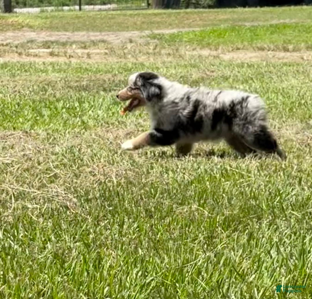 Miniature Australian Shepherd dogs for sale: F-purple - Image 3