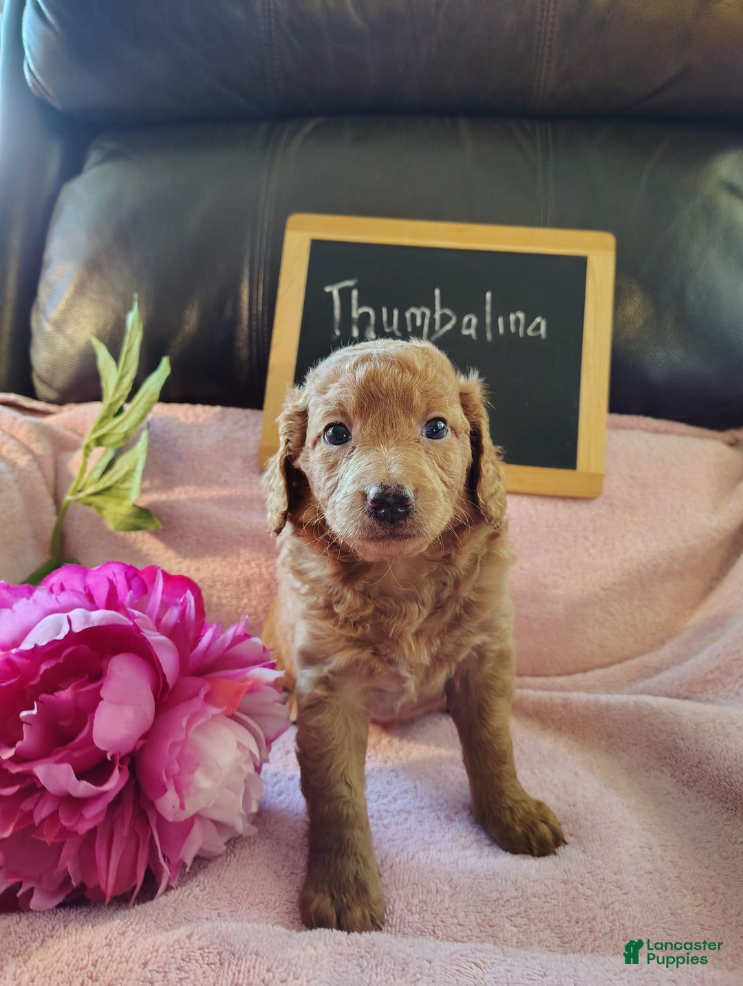 Mini Goldendoodle dogs for sale: Thumbelina - Image 6