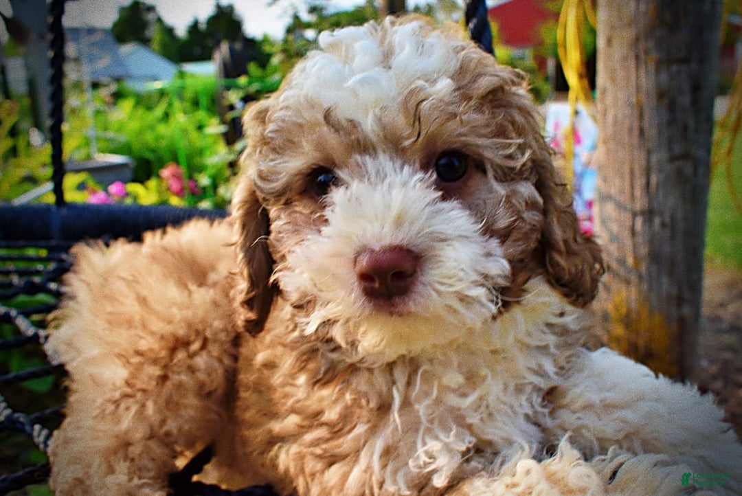 Havapoo dogs for sale: Webster - Image 6