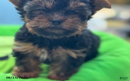 Yorkshire Terrier dogs for sale: Chanel - Image 5