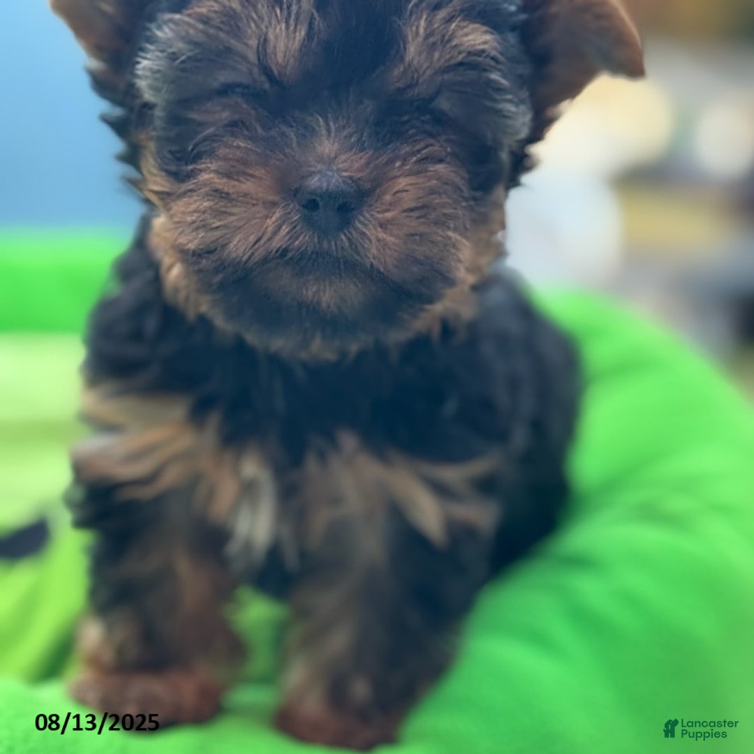 Yorkshire Terrier dogs for sale: Chanel - Image 5