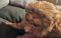 Shih Tzu dogs for sale: Not Named Yet - Image 6