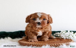 Cavapoo dogs for sale: Chloe - Image 1