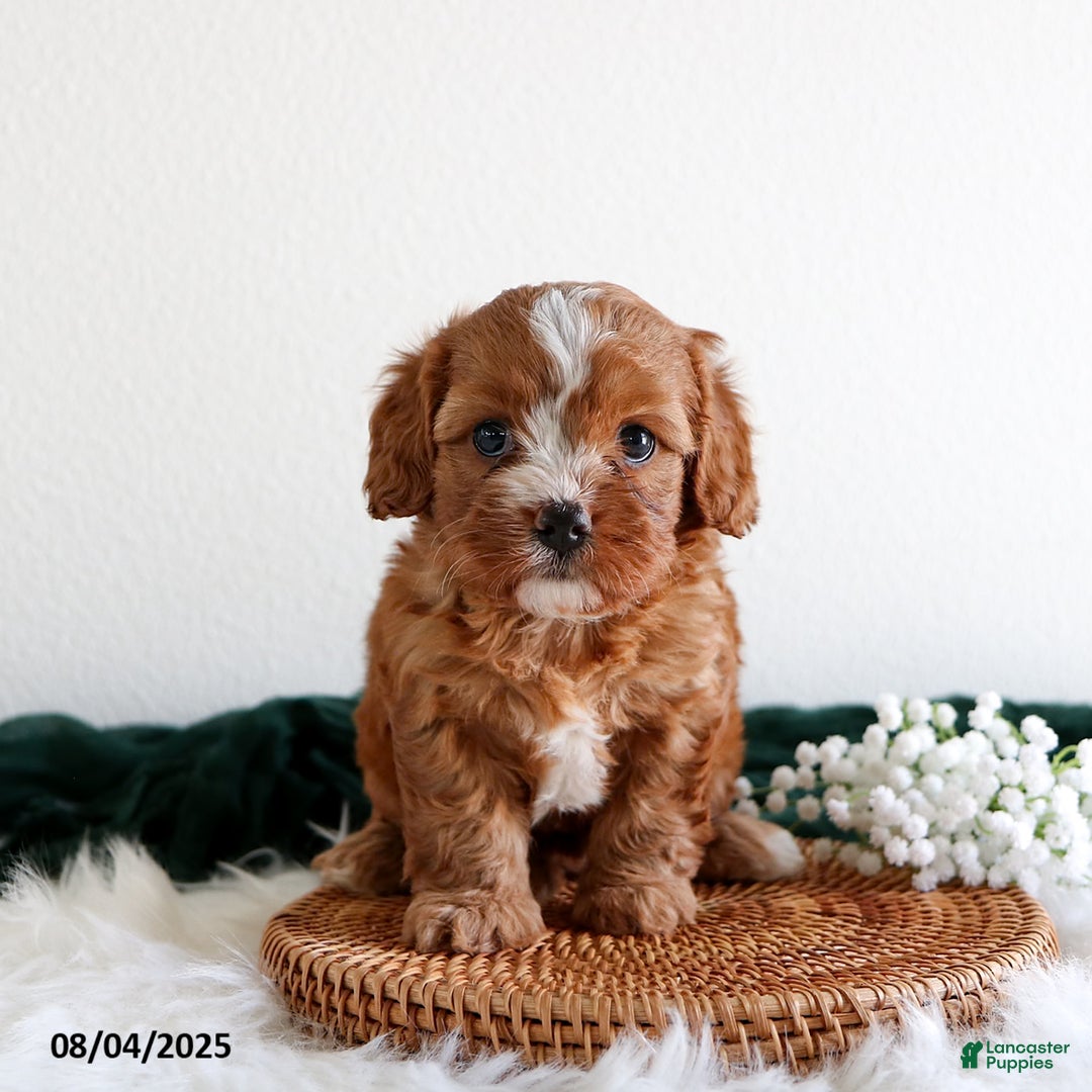 Cavapoo dogs for sale: Chloe - Image 1