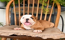 Olde English Bulldogge dogs for sale: Elsa - Image 3