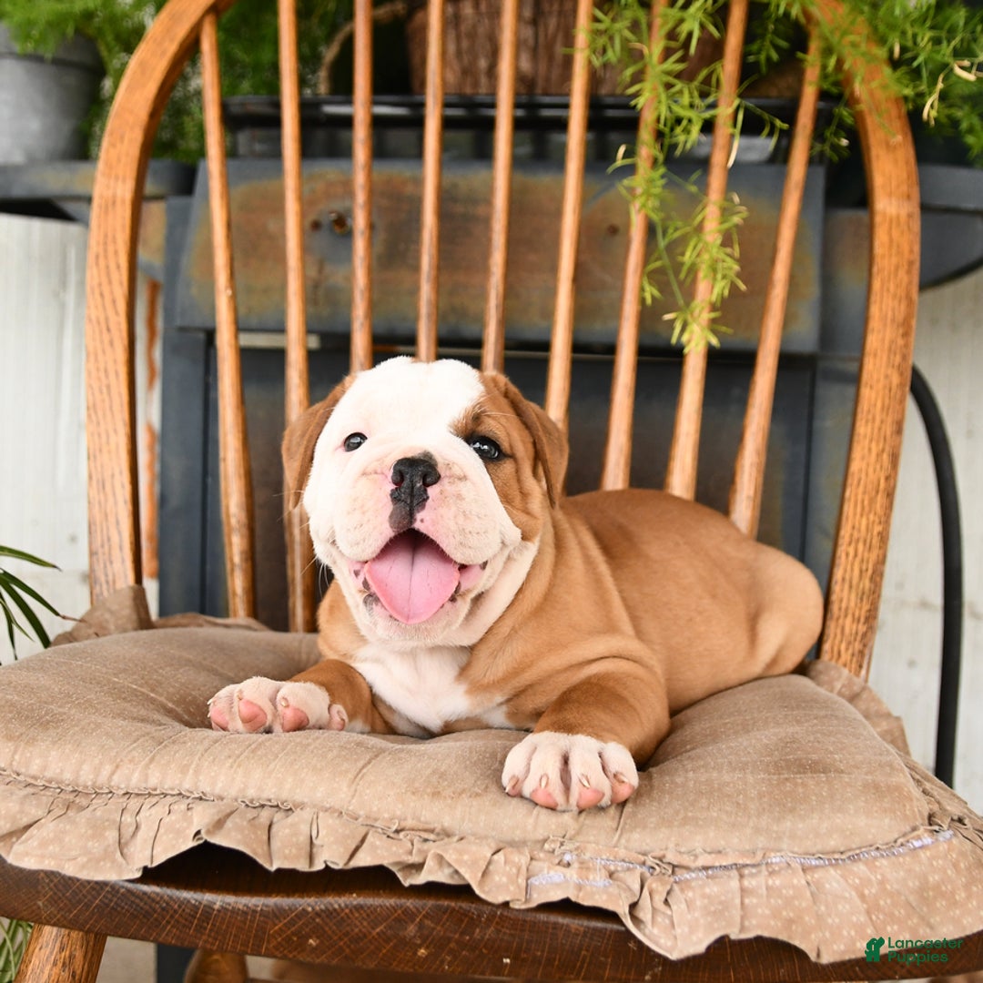 Olde English Bulldogge dogs for sale: Elsa - Image 3