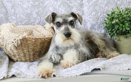 Miniature Schnauzer dogs for sale: Han - Image 17