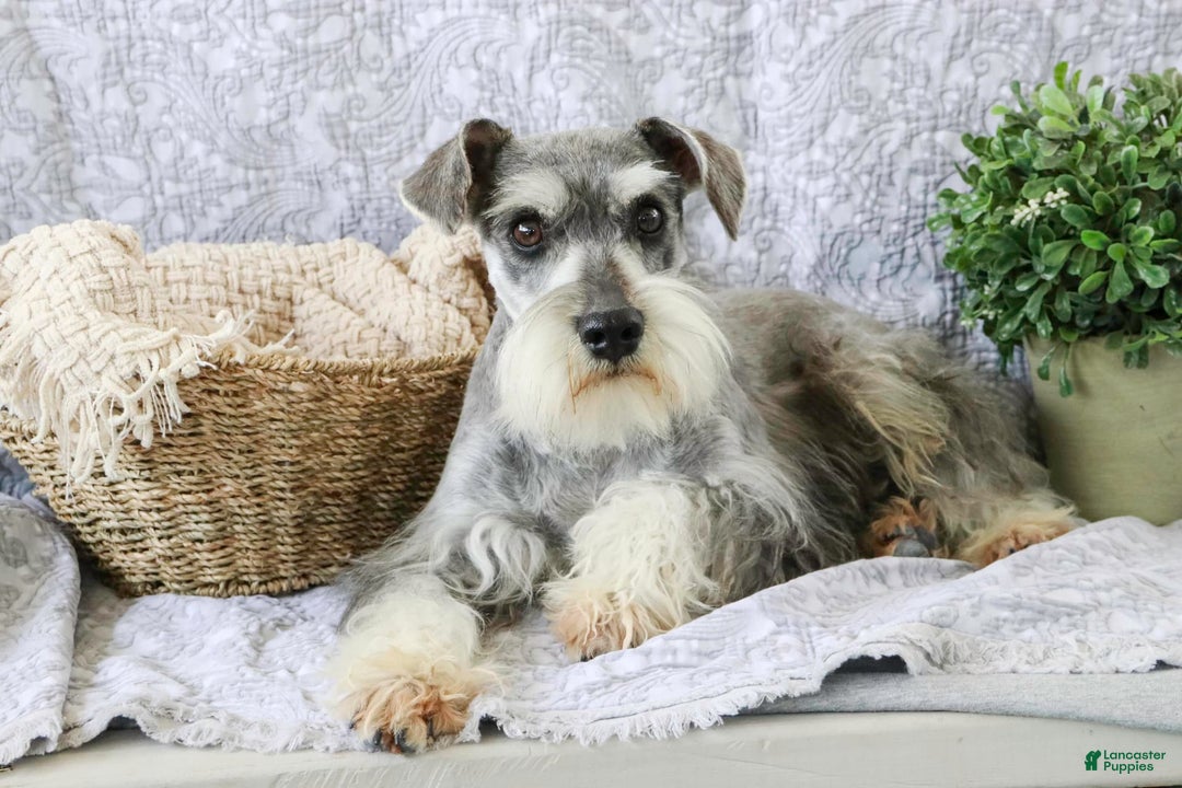 Miniature Schnauzer dogs for sale: Han - Image 17