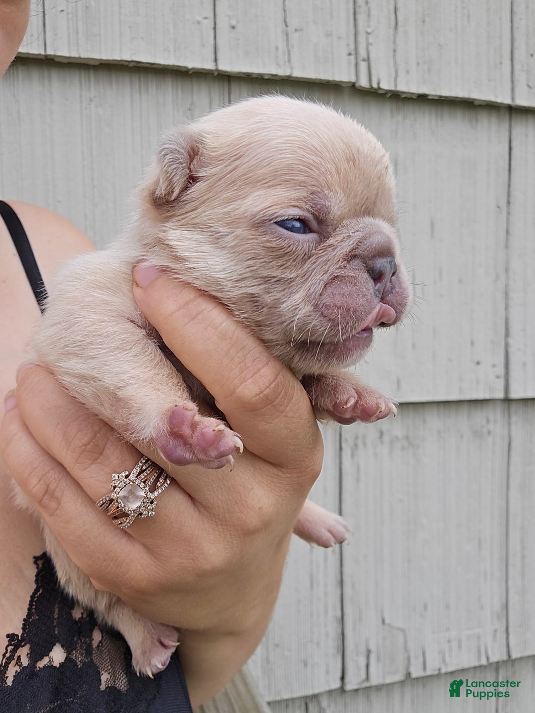 French Bulldog dogs for sale: Daisy - Image 3
