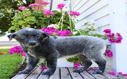 Australian Cattle Dog dogs for sale: Bingo - Image 6