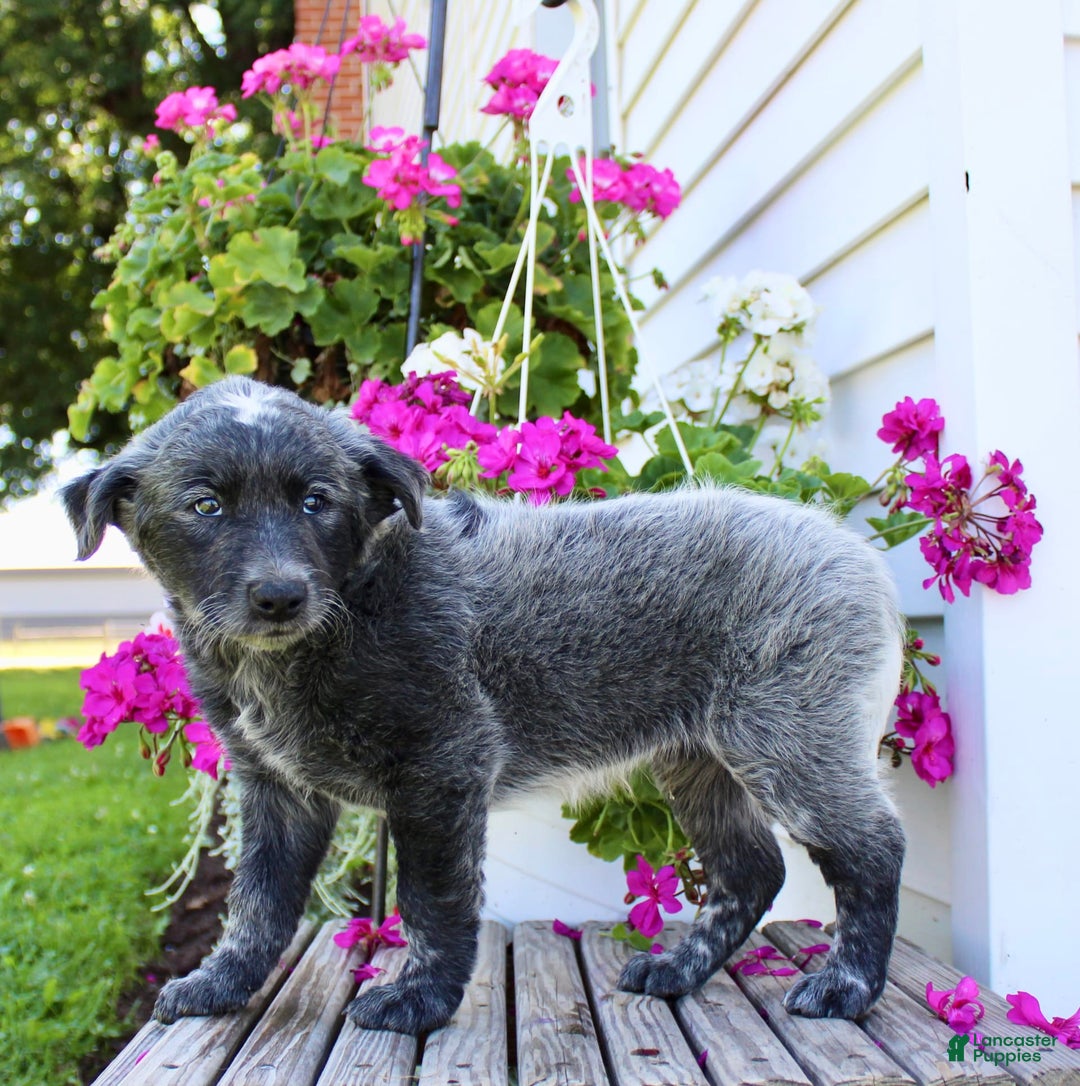 Australian Cattle Dog dogs for sale: Bingo - Image 6