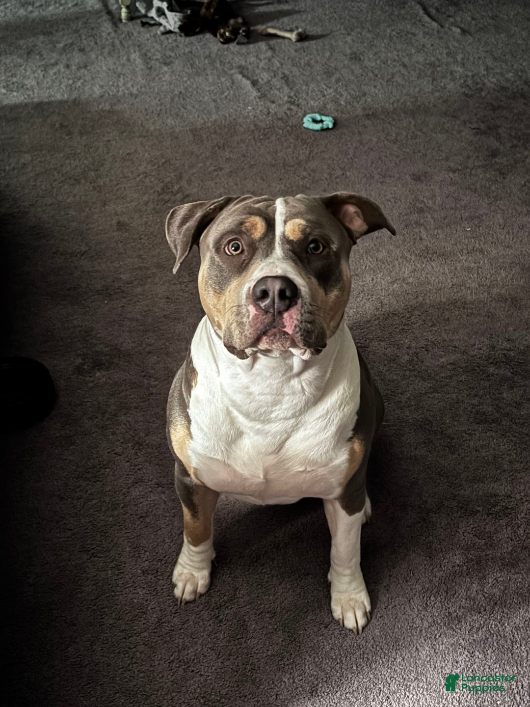 American Bully dogs for stud: Bronx - Image 4