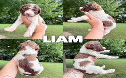 Saint Berdoodles dogs for sale: Liam- Standard F1b - Image 1
